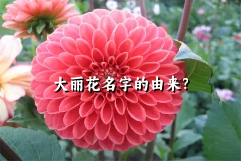 大丽花名字的由来？