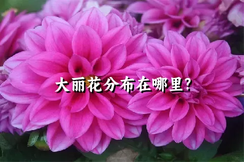 大丽花分布在哪里?