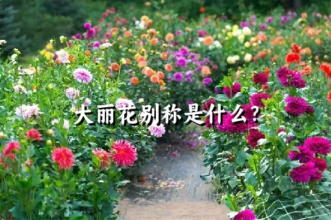 大丽花别称是什么？