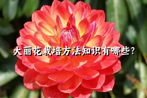 大丽花栽培方法知识有哪些？