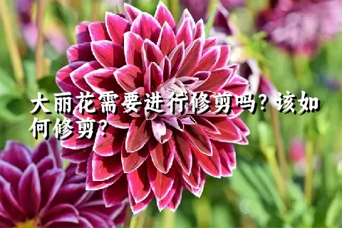 大丽花需要进行修剪吗？该如何修剪？