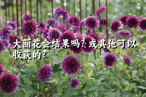 大丽花会结果吗？或其他可以收获的？