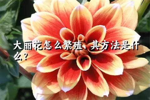 大丽花怎么繁殖，其方法是什么？