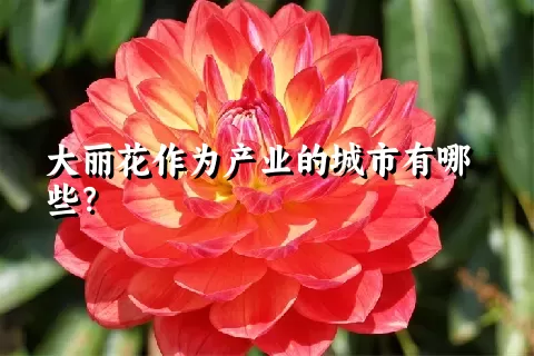 大丽花作为产业的城市有哪些？