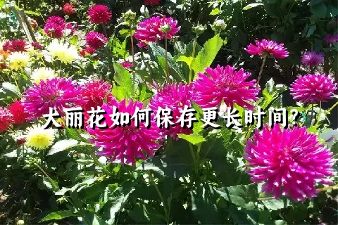 大丽花如何保存更长时间？