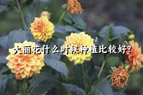 大丽花什么时候种植比较好？