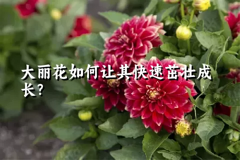 大丽花如何让其快速茁壮成长？