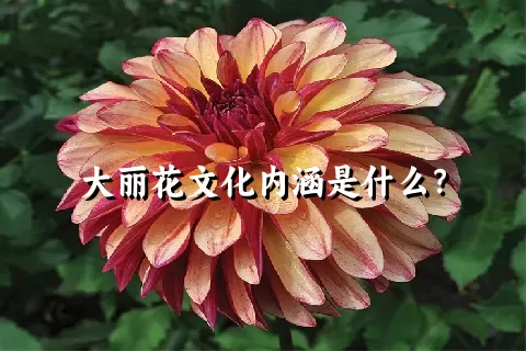 大丽花文化内涵是什么？