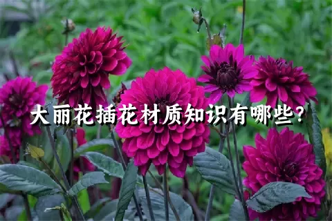 大丽花插花材质知识有哪些？