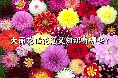 大丽花插花意义知识有哪些？