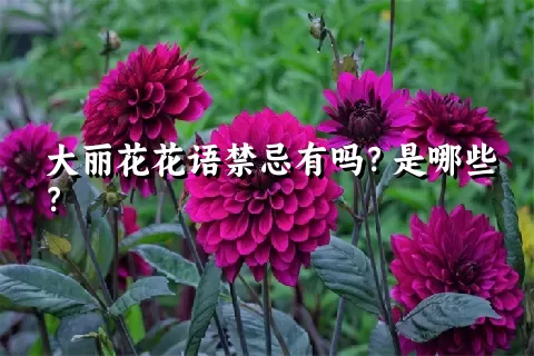 大丽花花语禁忌有吗？是哪些？