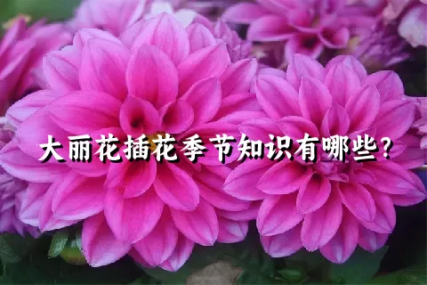 大丽花插花季节知识有哪些？