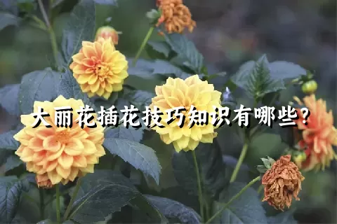 大丽花插花技巧知识有哪些？