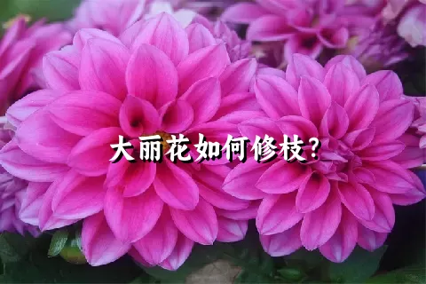 大丽花如何修枝？