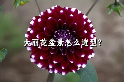 大丽花盆景怎么造型？