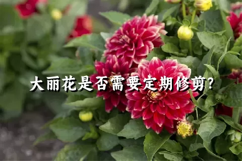 大丽花是否需要定期修剪？