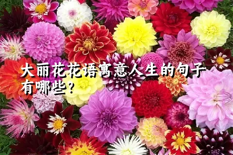 大丽花花语寓意人生的句子有哪些？