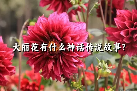 大丽花有什么神话传说故事？