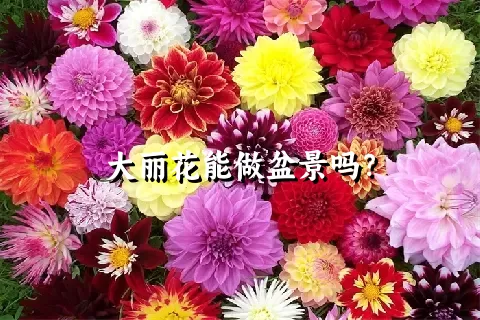 大丽花能做盆景吗？