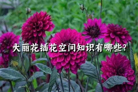 大丽花插花空间知识有哪些？