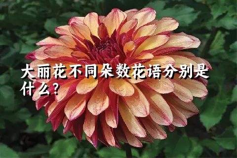 大丽花不同朵数花语分别是什么？