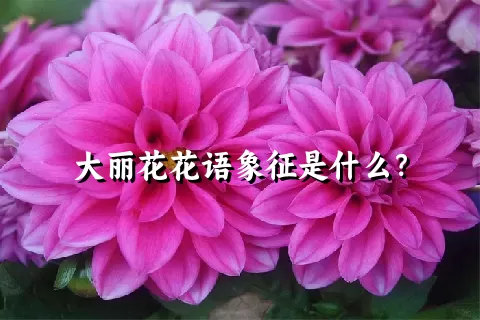 大丽花花语象征是什么？