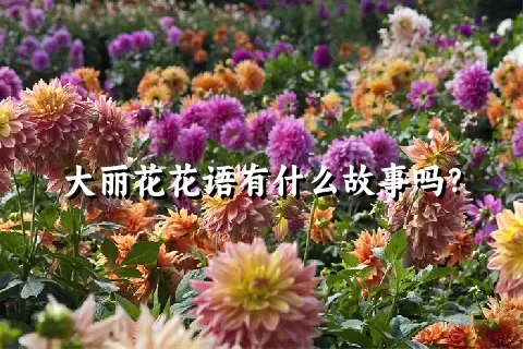 大丽花花语有什么故事吗？