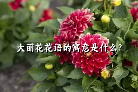 大丽花花语的寓意是什么？