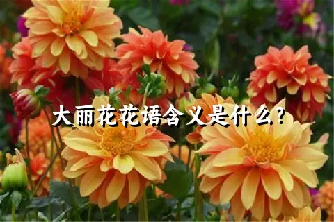 大丽花花语含义是什么？