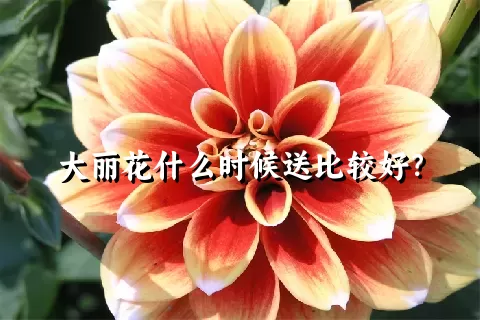 大丽花什么时候送比较好？