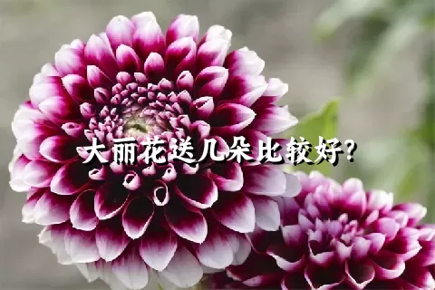 大丽花送几朵比较好？