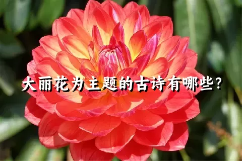 大丽花为主题的古诗有哪些？