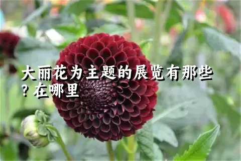 大丽花为主题的展览有那些？在哪里