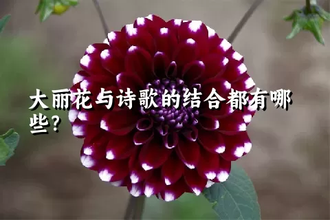 大丽花与诗歌的结合都有哪些？