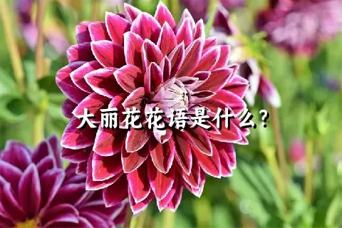 大丽花花语是什么？