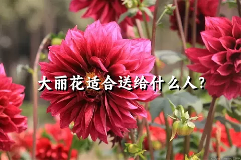 大丽花适合送给什么人？