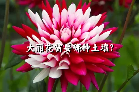 大丽花需要哪种土壤？