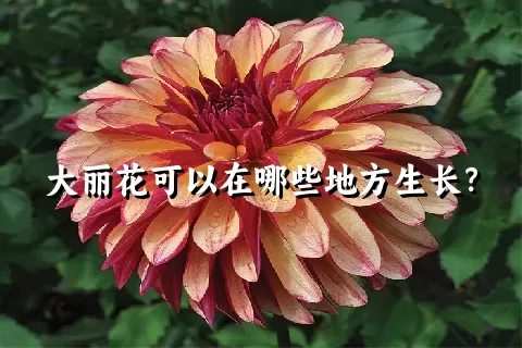 大丽花可以在哪些地方生长？