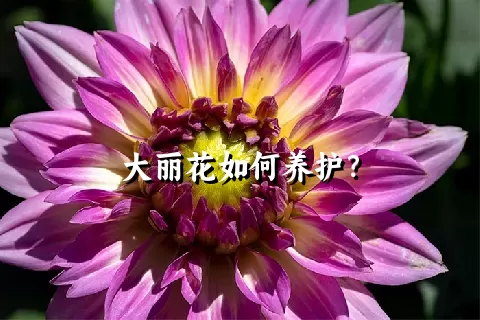 大丽花如何养护？