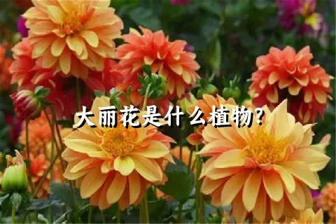 大丽花是什么植物？