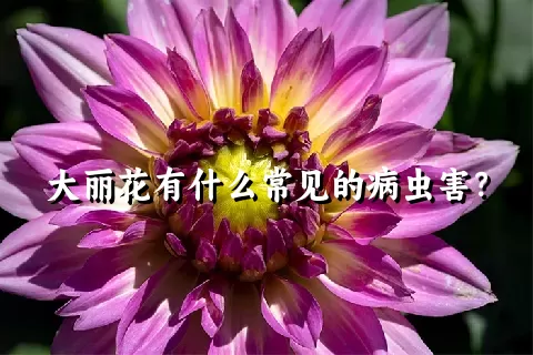 大丽花有什么常见的病虫害？