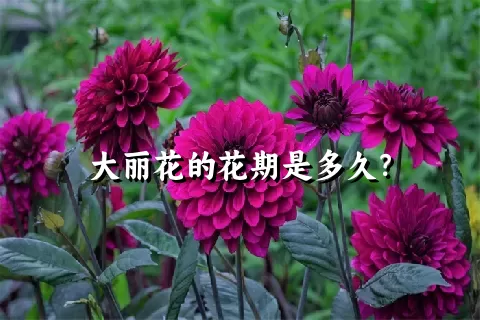 大丽花的花期是多久？