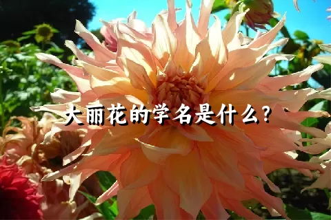 大丽花的学名是什么？