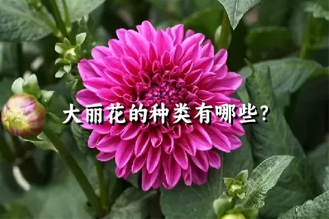 大丽花的种类有哪些？