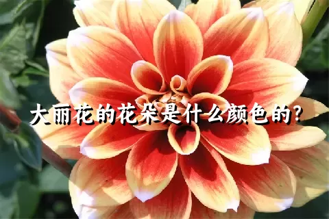 大丽花的花朵是什么颜色的？