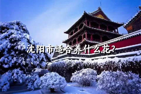 沈阳市适合养什么花？