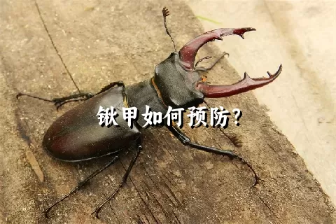 锹甲如何预防？