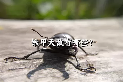 锹甲天敌有哪些？