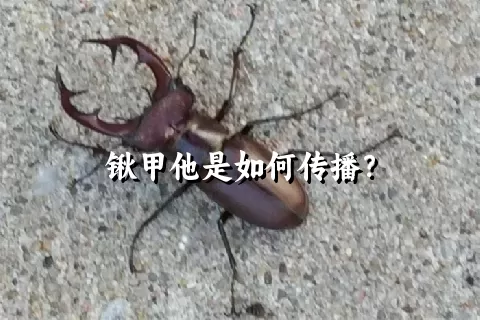 锹甲他是如何传播？