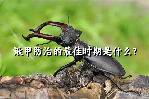 锹甲防治的最佳时期是什么？